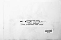 Erysiphe cruciferarum image